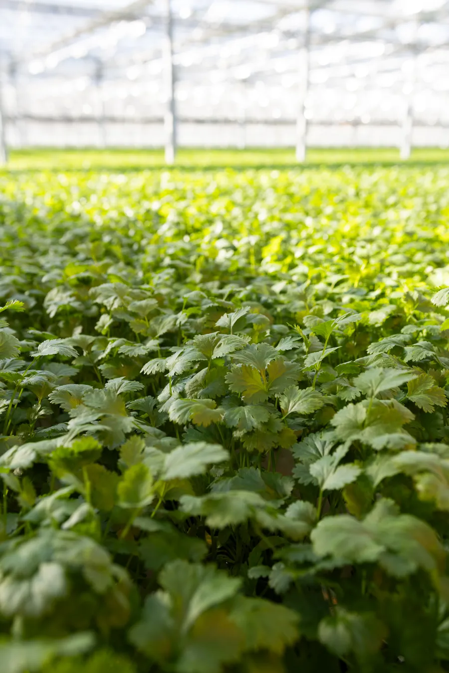 Citronmeliss odlas i Svegros växthus